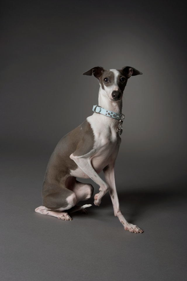 The Complete Guide to Martingale Collars